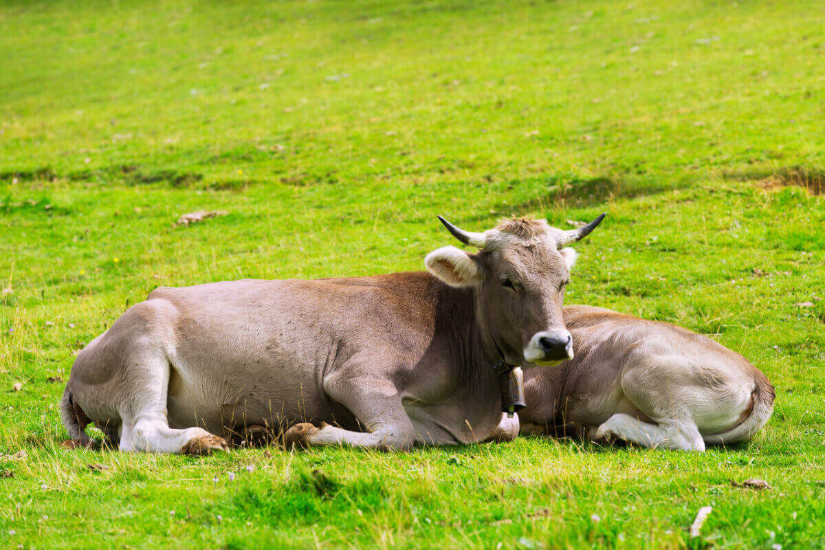 Kühe auf einer Wiese